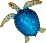 Turtle Product