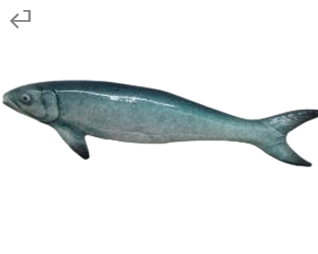 Fish Product