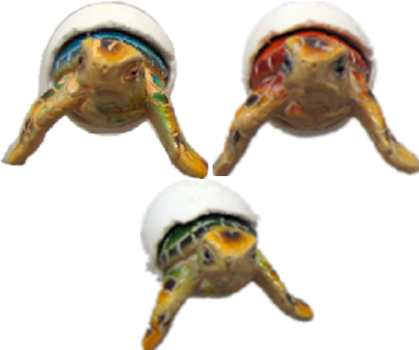 Turtle Product