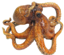 Cephalopod Product