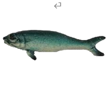 Fish Product