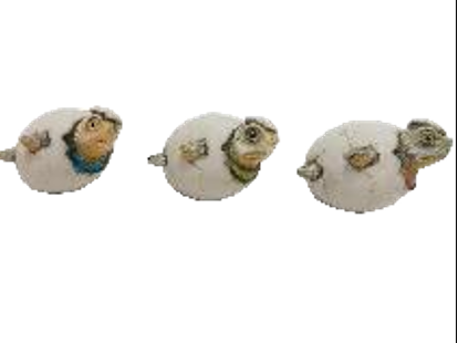 Turtle Product