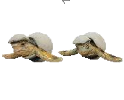 Turtle Product
