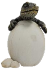 Crocodile Product