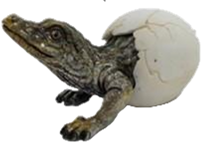 Crocodile Product