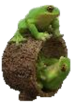 Frog Product