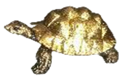 Turtle Product