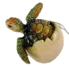 Turtle Product
