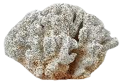 Coral Product