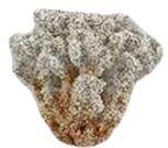 Coral Product