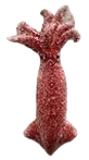 Cephalopod Product