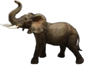Elephant Product