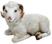 Sheep Product
