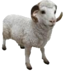 Sheep Product
