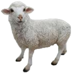 Sheep Product