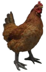Chicken Product