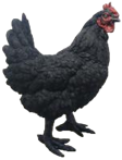 Chicken Product