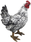 Chicken Product