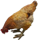 Chicken Product