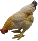 Chicken Product