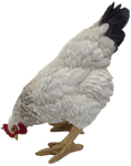 Chicken Product