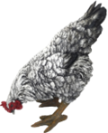 Chicken Product