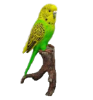 Bird Product