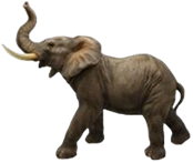 Elephant Product