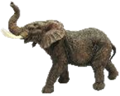 Elephant Product