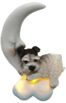 Dog Product
