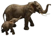 Elephant Product