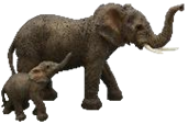 Elephant Product