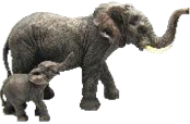 Elephant Product