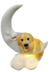Dog Product