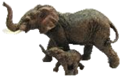 Elephant Product