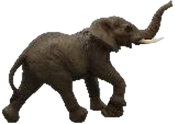 Elephant Product