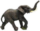 Elephant Product
