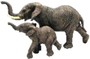 Elephant Product