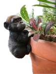 Chimpanzee Product