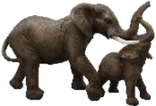 Elephant Product