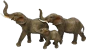 Elephant Product