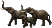 Elephant Product