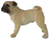 Dog Product