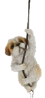 Dog Product