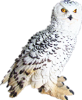 Owl Product