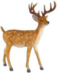 Deer Product