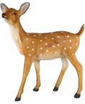 Deer Product