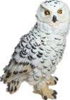 Owl Product