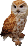 Owl Product