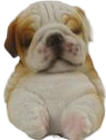Dog Product
